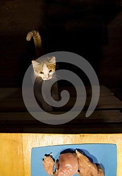 Cat looking at meat on the kitchen desk on the table