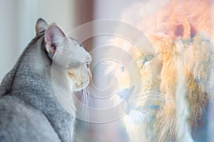 Cat looking at mirror and sees itself as a lion. Self esteem or desire concept