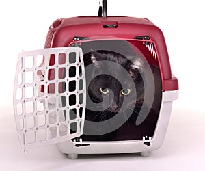 Cat looking out of its travelling cage