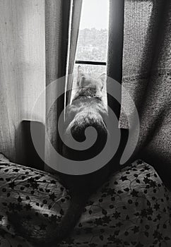 a cat looking out of the window