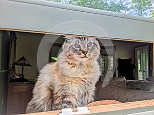 Cat Looking Out of a Window