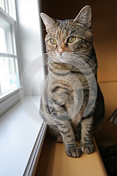 Cat Looking out Window