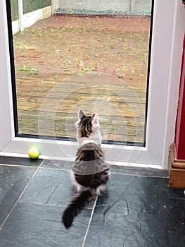 Cat looking out the window onto a rainy garden