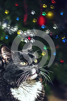 Cat Looking at Prints