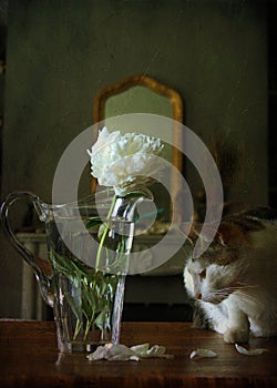 A cat looking some petals photo