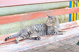 Cat looking something.