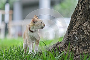 A cat looking for something on the garden