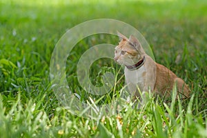 A cat looking for something on the garden