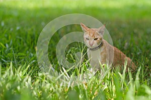 A cat looking for something on the garden