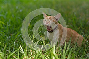 A cat looking for something on the garden