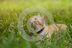 A cat looking for something on the garden