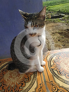 The cat is looking at something