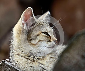 Cat looking straight ahead stock photo