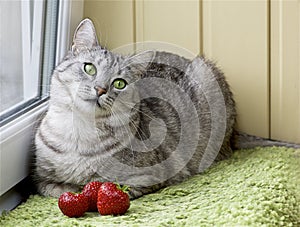 Cat looking at strawberries close up. Cat interesting to fruits