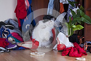 Cat looking for things in the wardrobe mistress