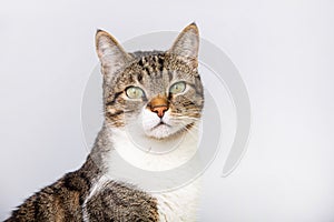 Cat  looking to camera isolated on white background. Funny curious striped cat to camera isolated on grey wall background with
