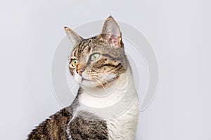 Cat  looking to camera isolated on white background. Funny curious striped cat to camera isolated on grey wall background with