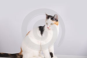 Cat  looking to camera isolated on white background. Funny curious striped kitten looking to camera isolated on grey wall