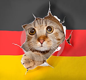 Cat looking up through hole in paper German flag