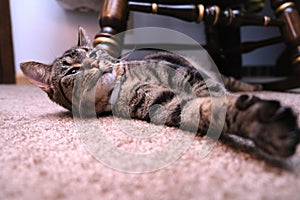 Cat Looking Up Indoors with Rocking Chair