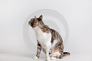 Cat  looking up isolated on white background. Funny curious striped cat to camera isolated on grey wall background with copy space
