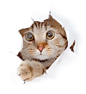 Cat looking up in paper side torn hole isolated photo