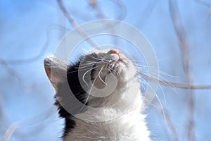 Cat looking up to heaven, view of cat`s nose from below, cat and sky. Close-up of cat head, whiskers and pink muzzle