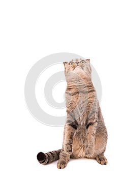 Cat looking upwards over white background