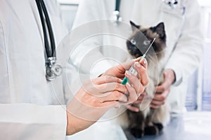 Cat looking at vaccine injection being prepared by veterinarian