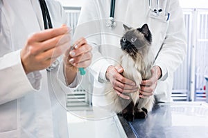 Cat looking at vaccine injection being prepared by veterinarian