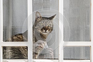 Cat looking through the window