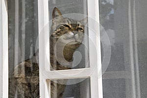 Cat looking through the window