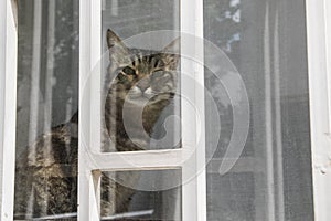 Cat looking through the window