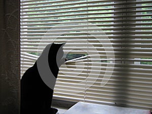 Cat looking in window