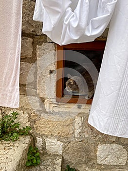 Cat is looking from the window with curiosity and getting ready to jump