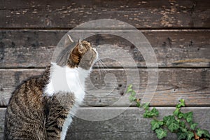 Cat looking at wooden wall outdoors