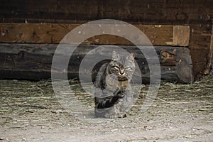 Cat looking at you from a farm entrance Kitten peeking from the rusty metal step of the rustic farmer\'s barn