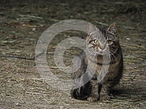 Cat looking at you from a farm entrance Kitten peeking from the rusty metal step of the rustic farmer\'s barn