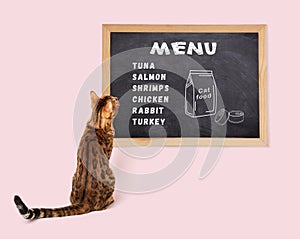 The cat looks at the black board with the cats menu, rear view. Pet feeding