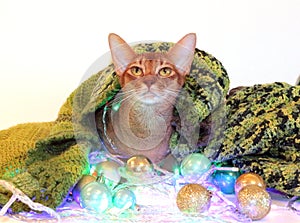 The cat looks at the camera and thinks about the magic. New Year`s Abyssinian cat with balls and garland. perfect for advertising,