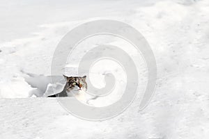 A cat looks curiously out of the snow