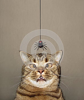 Cat looks at descending spider 2