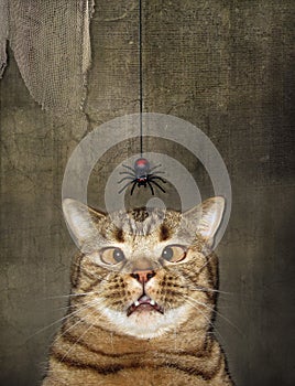 Cat looks at descending spider