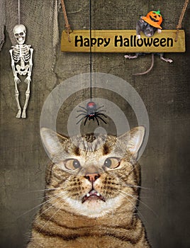Cat looks at descending spider for Halloween 2