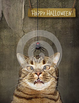 Cat looks at descending spider for Halloween