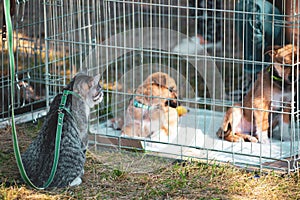 The cat looks at the dog sitting in the cage