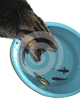 The cat looks at the fish in the basin. Cat wants to fish