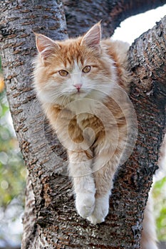 Cat looks forward sitting on the tree close up