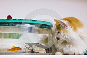 Cat looks with great curiosity goldfish in the aquarium