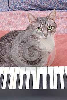 The cat looks with green eyes sitting next to a musical instrument